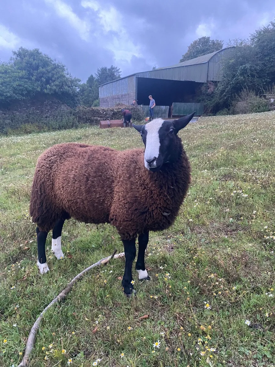 Sheep - Image 4