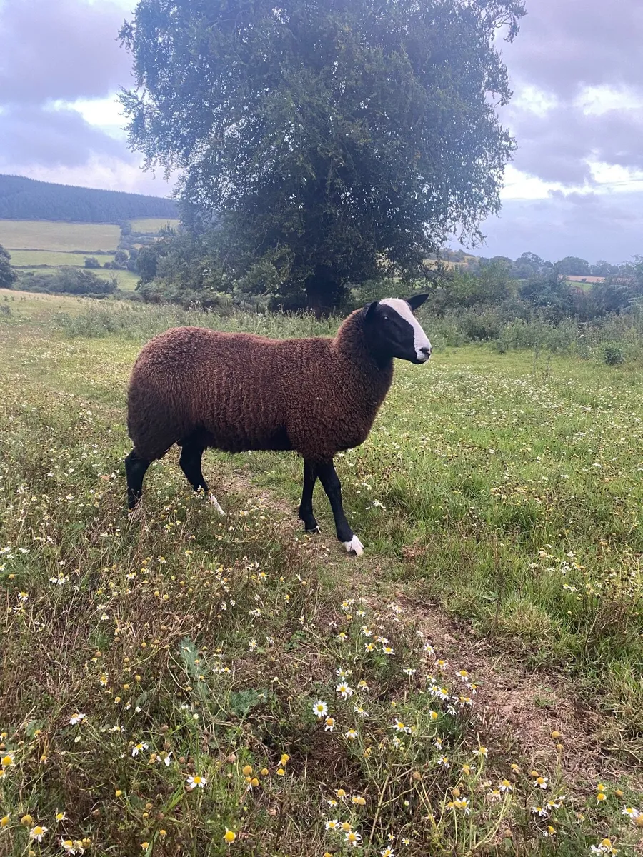 Sheep - Image 1