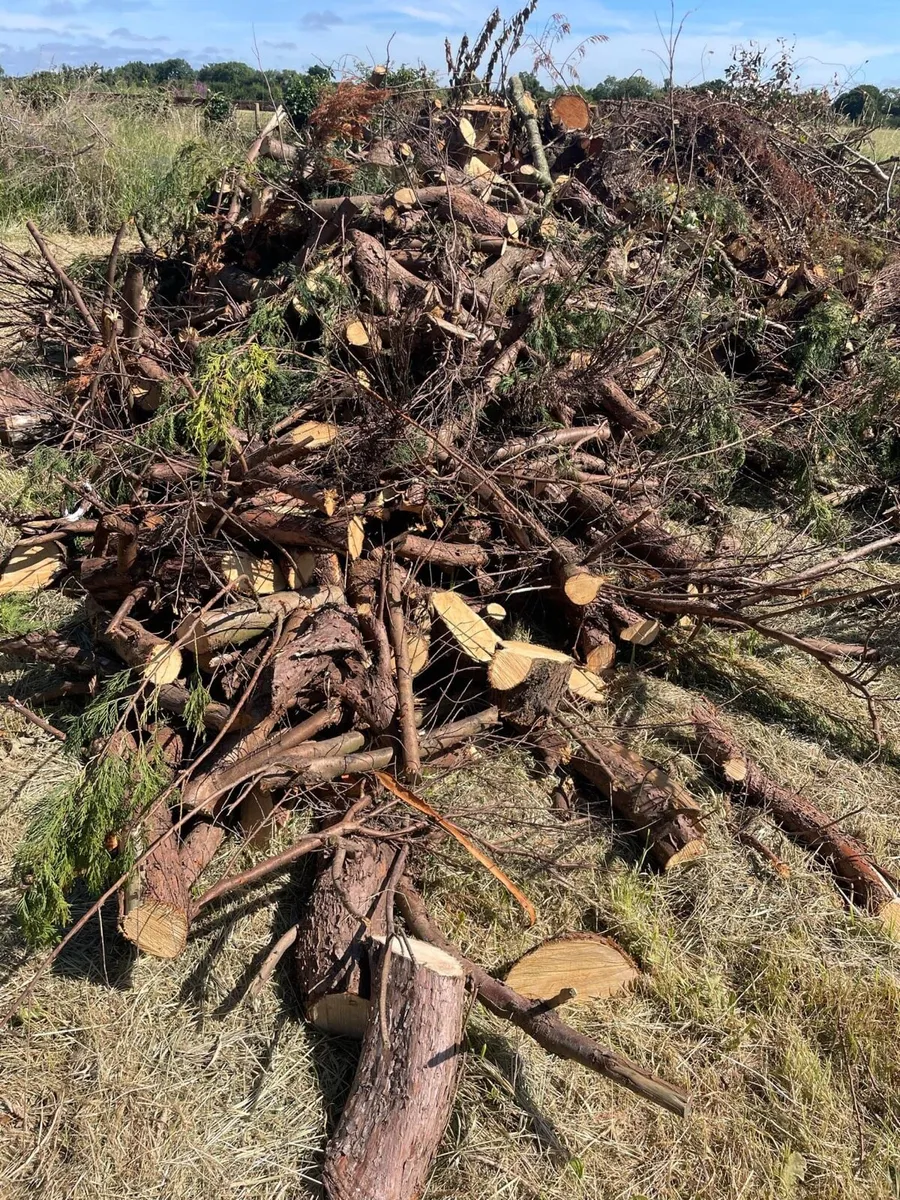 FREE FIRE WOOD - Image 4