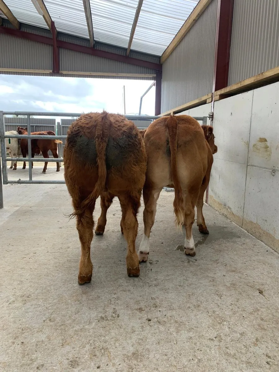 Two Super Bullocks - Image 1