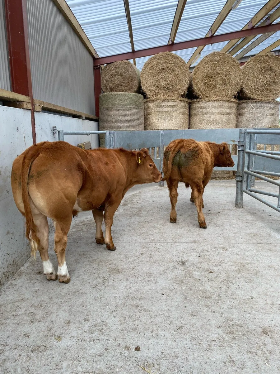 Two Super Bullocks - Image 2