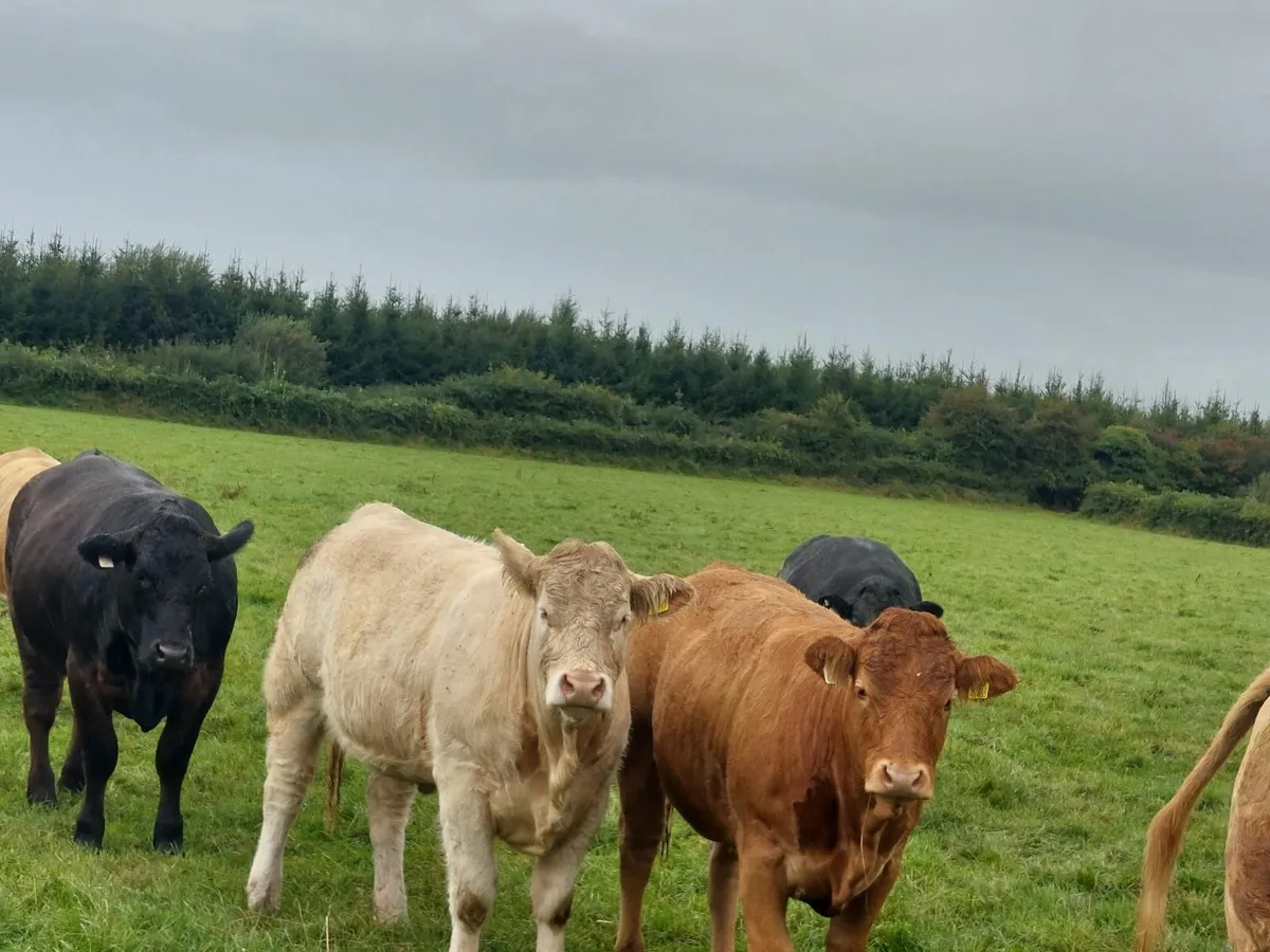 Livestock - Image 2