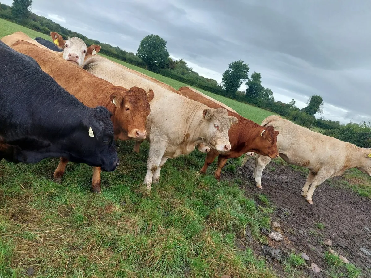Livestock - Image 4