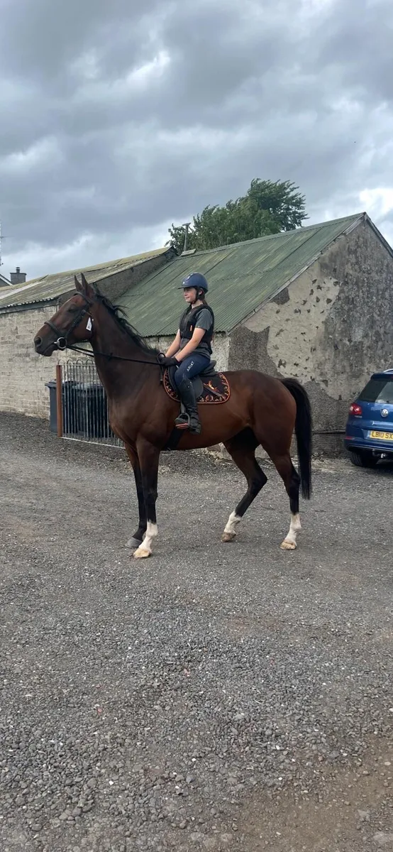 16.1 5 year old gelding - Image 1