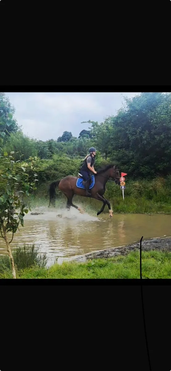 16.1 5 year old gelding - Image 2