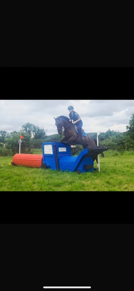 16.1 5 year old gelding - Image 3
