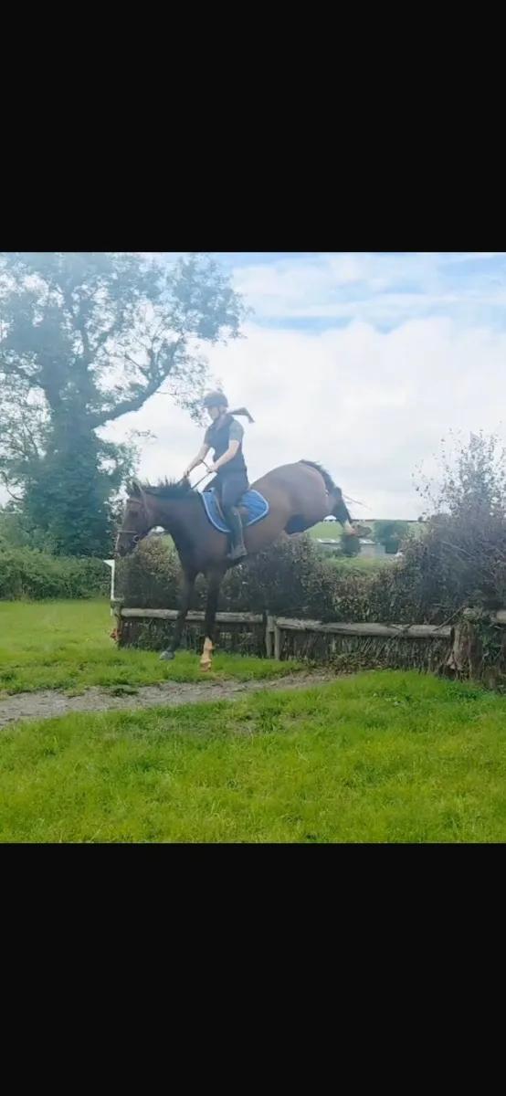 16.1 5 year old gelding - Image 4