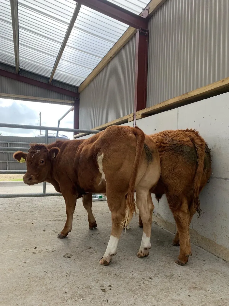 Two Super Bullocks - Image 3