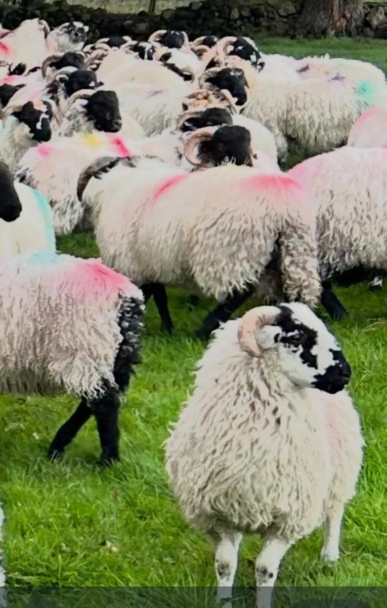Scotch Ram Lambs For Sale - Image 2