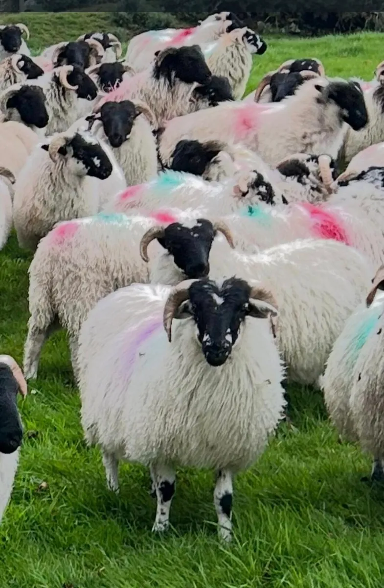 Scotch Ram Lambs For Sale - Image 3