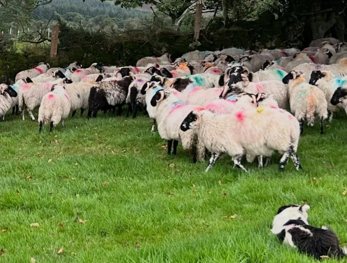 Scotch Ram Lambs For Sale - Image 4