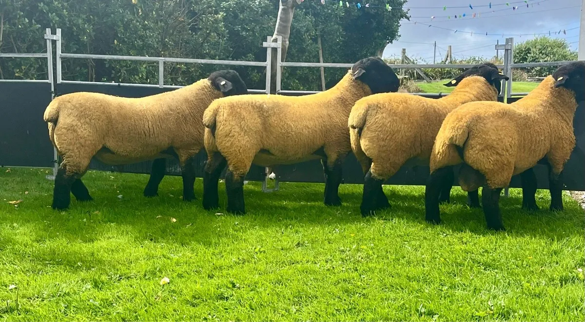 ⭐️Pedigree Suffolks Rams⭐️ - Image 1