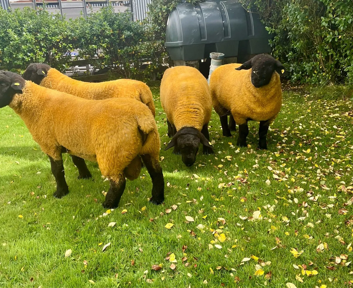 ⭐️Pedigree Suffolks Rams⭐️ - Image 2