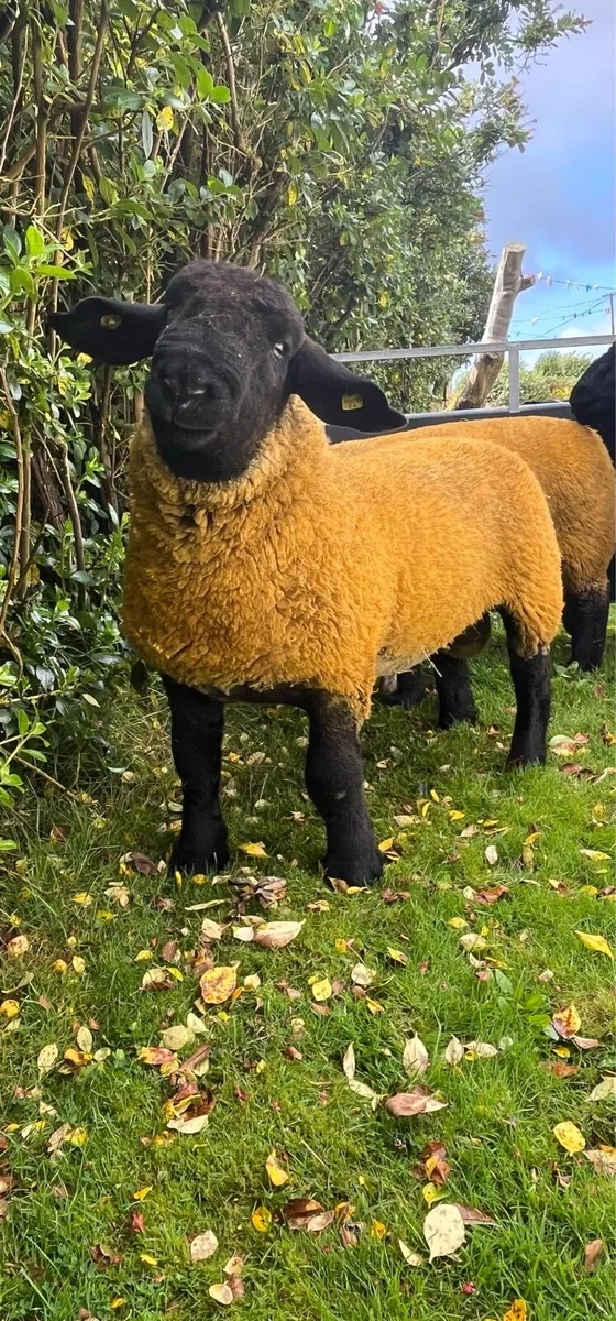 ⭐️Pedigree Suffolks Rams⭐️ - Image 3
