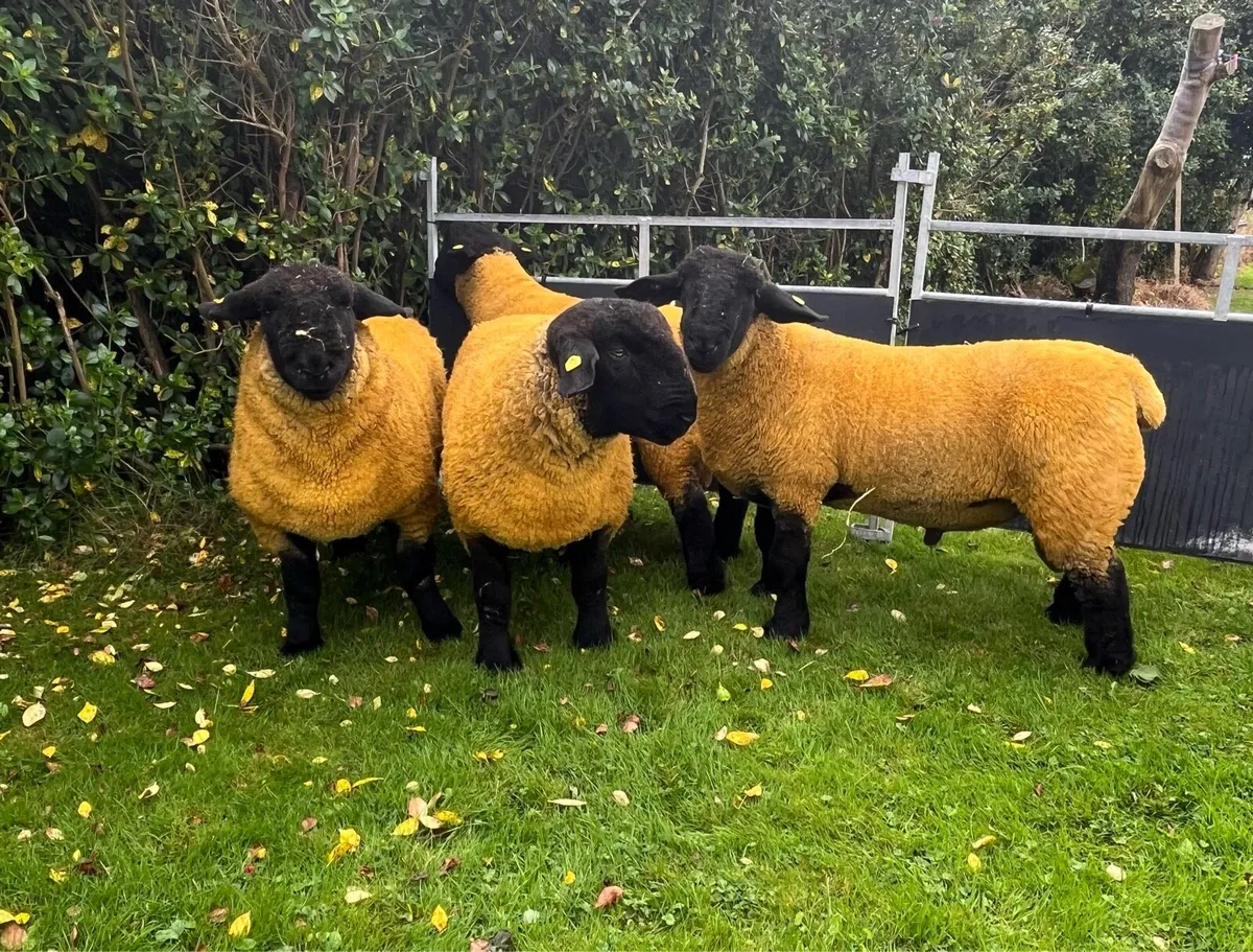 ⭐️Pedigree Suffolks Rams⭐️ - Image 4