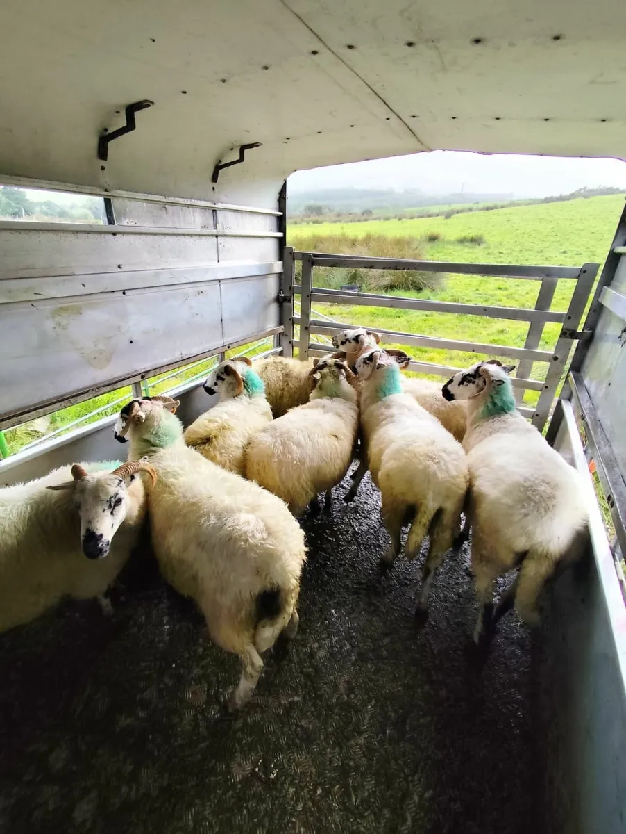 Scotch ewe lambs and hoggets - Image 1