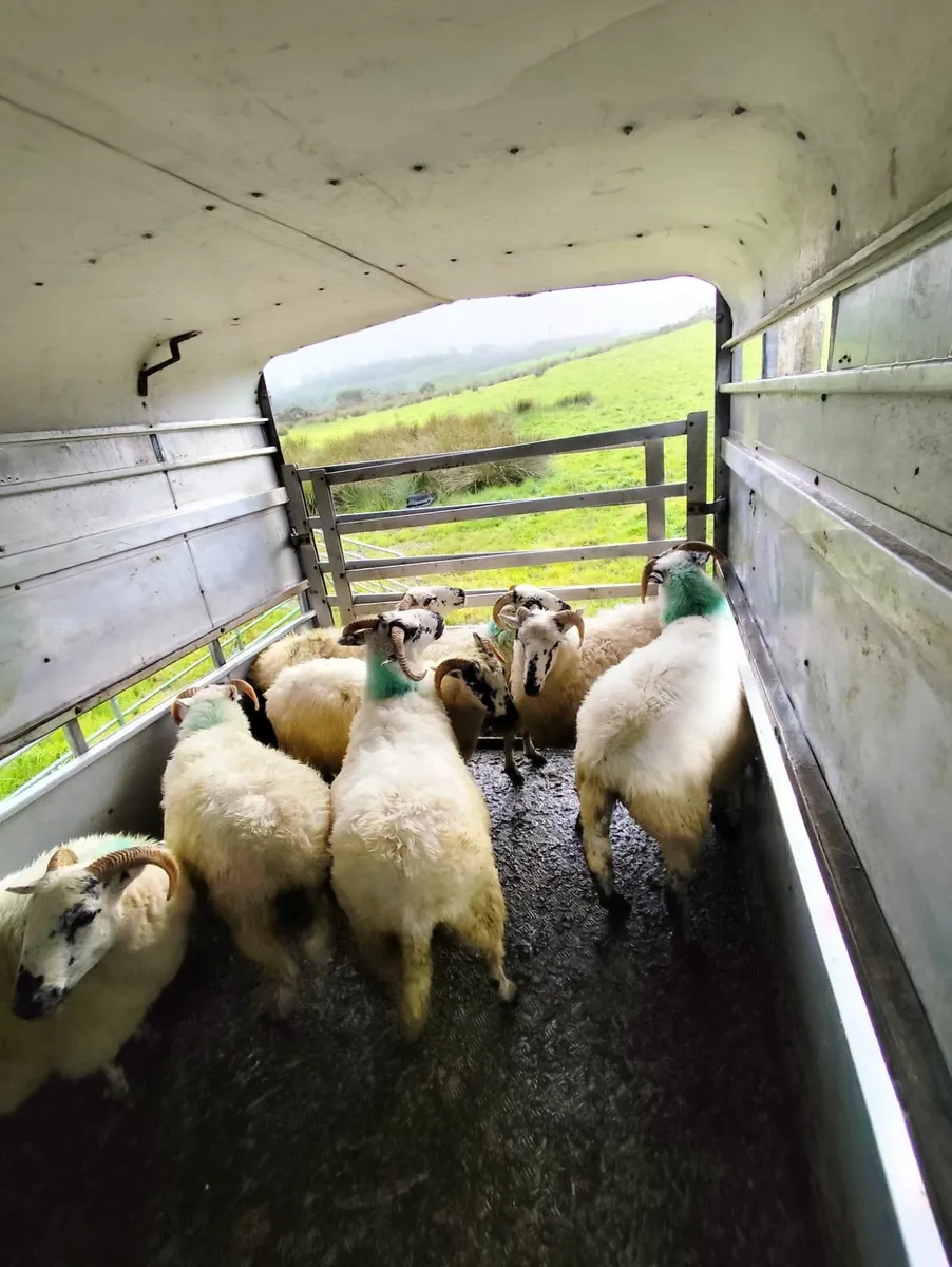 Scotch ewe lambs and hoggets - Image 2