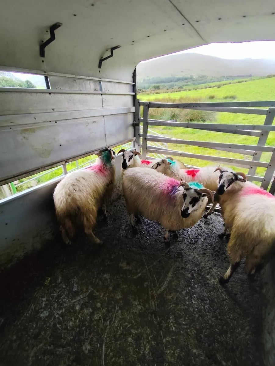 Scotch ewe lambs and hoggets - Image 3