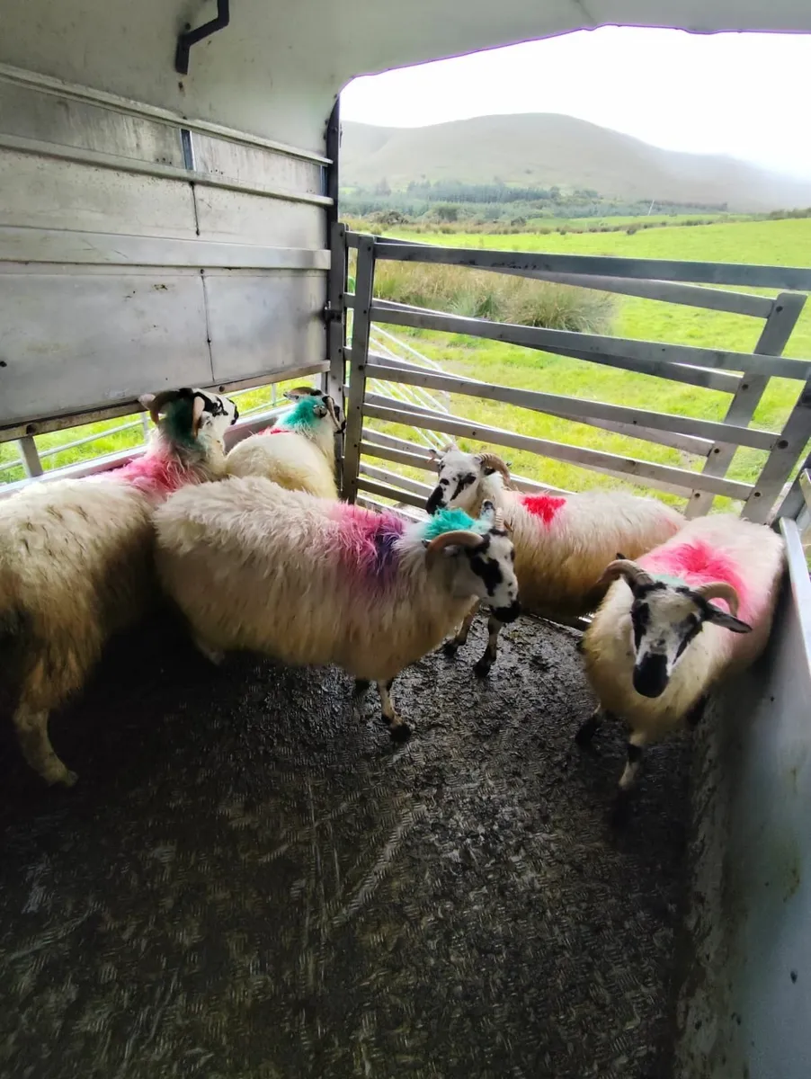 Scotch ewe lambs and hoggets - Image 4