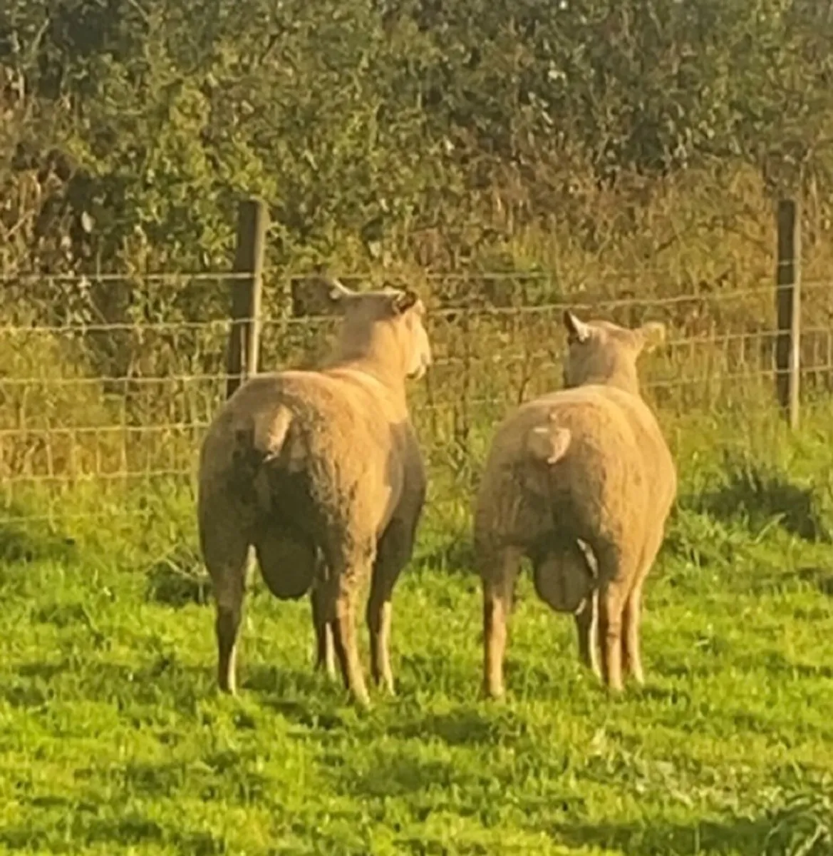 PBR charlaois hogget rams - Image 2