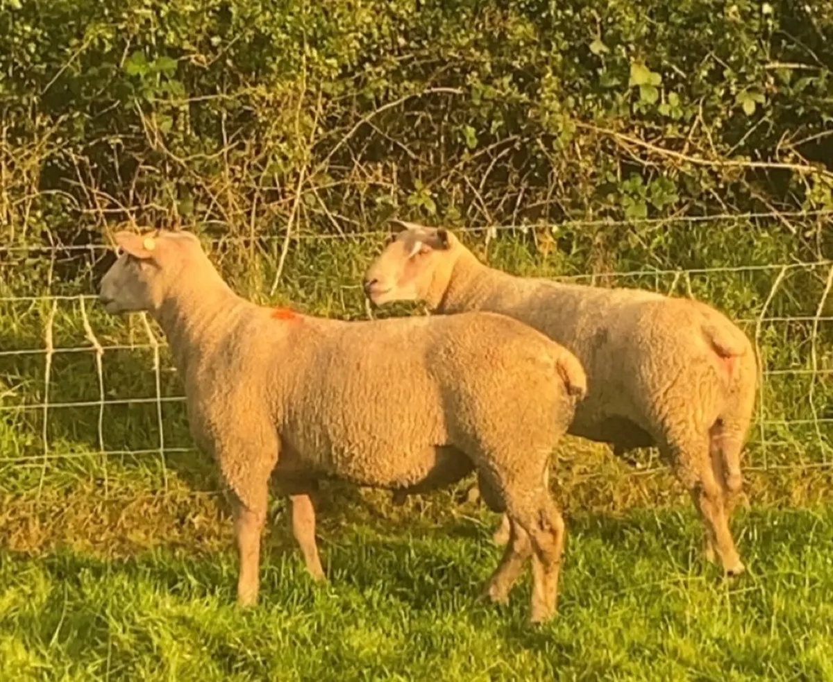 PBR charlaois hogget rams - Image 1