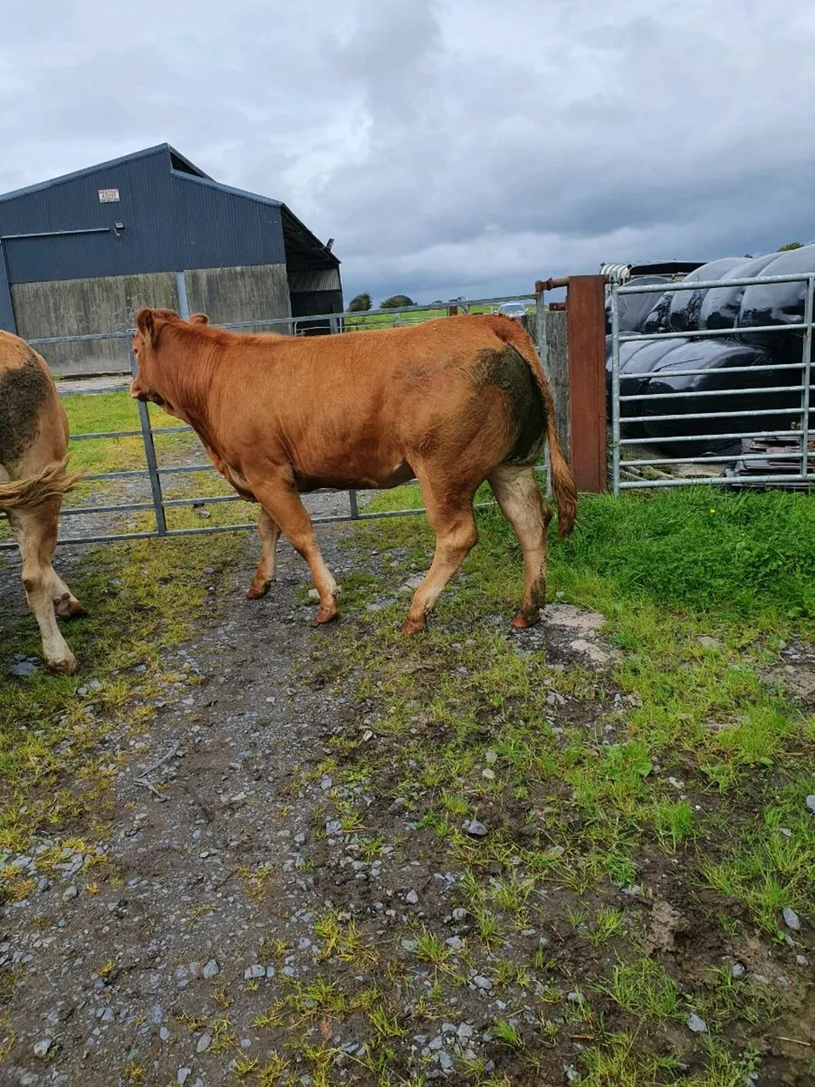 Top Quality Heifers (9) Balla Mart Sat 6th - Image 3