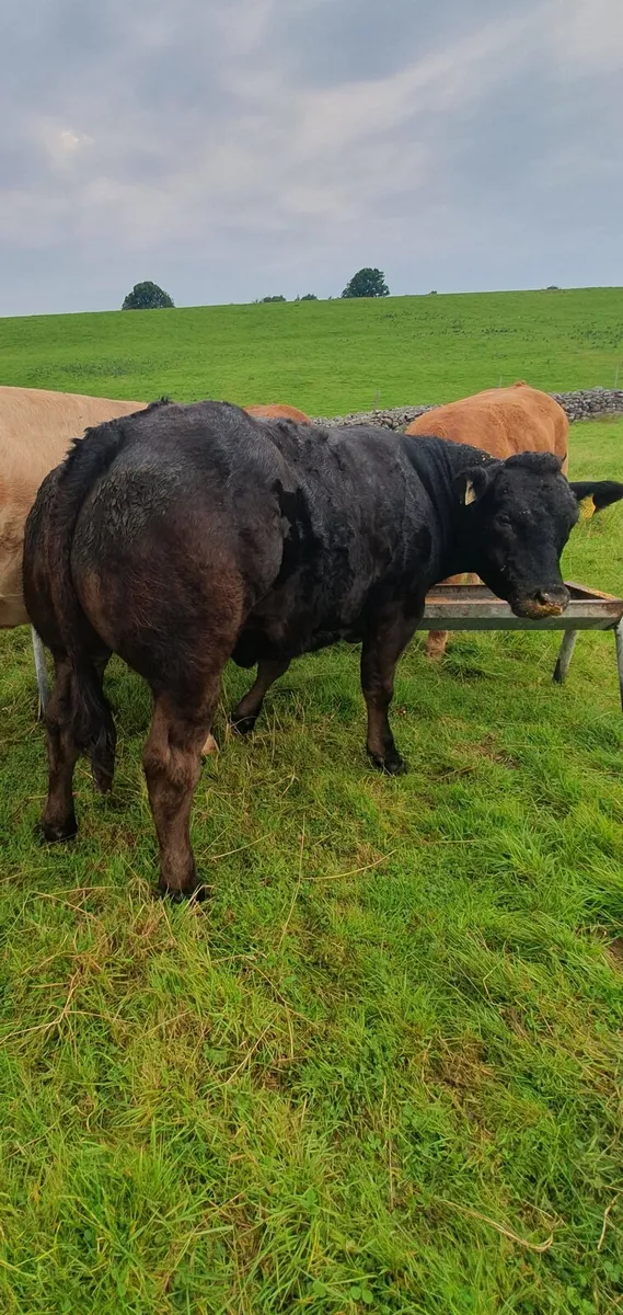 Top Quality Heifers (9) Balla Mart Sat 6th - Image 1