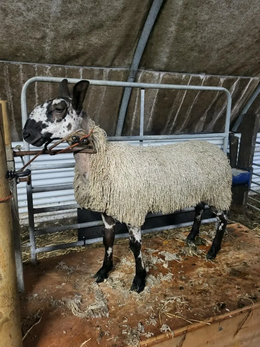 PBNR Bluefaced Leicester ewe lamb - Image 1