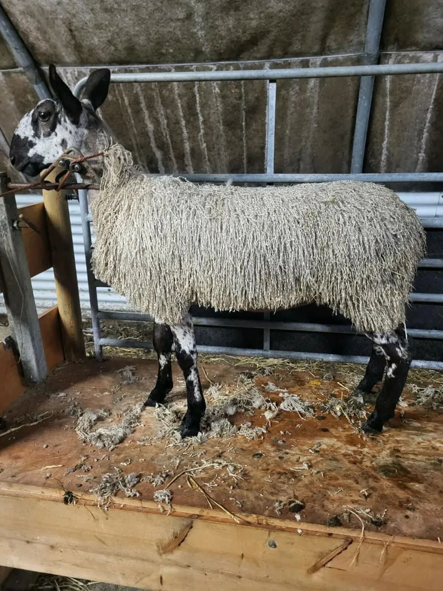 PBNR Bluefaced Leicester ewe lamb - Image 2
