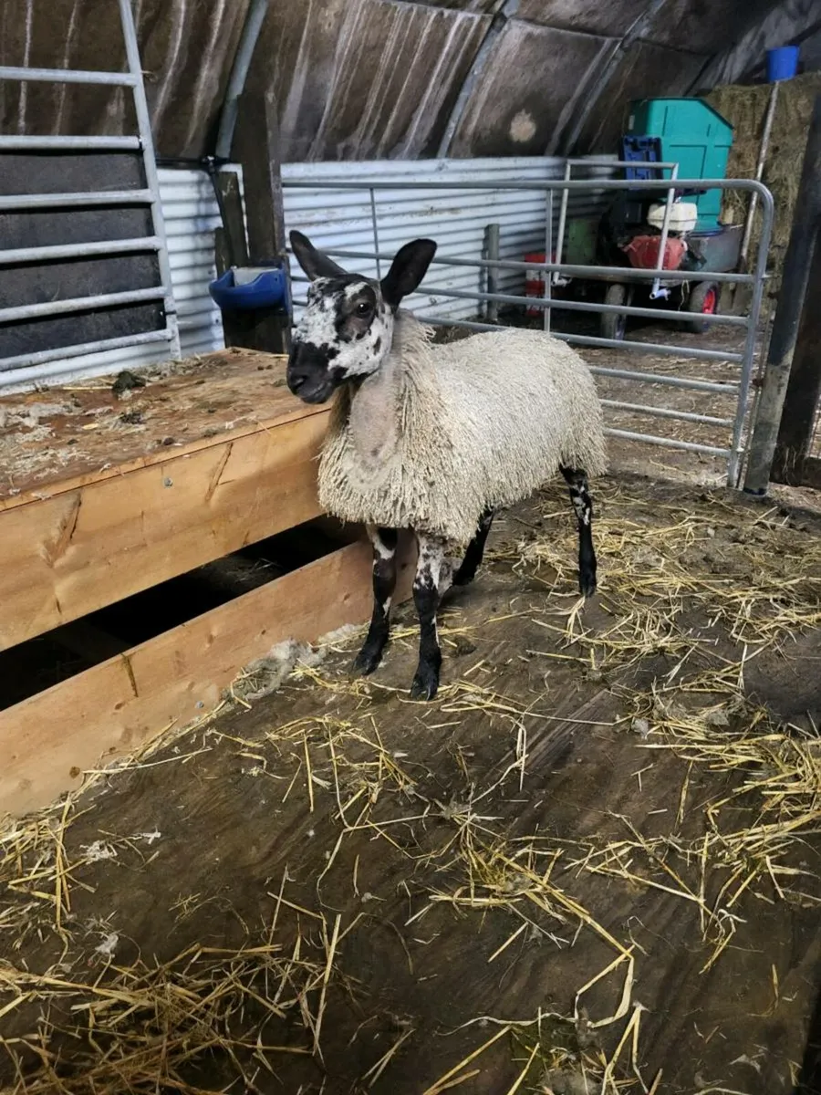 PBNR Bluefaced Leicester ewe lamb - Image 3