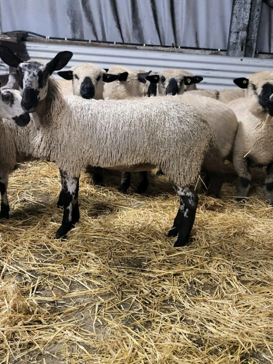 PBNR Bluefaced Leicester ewe lamb - Image 4