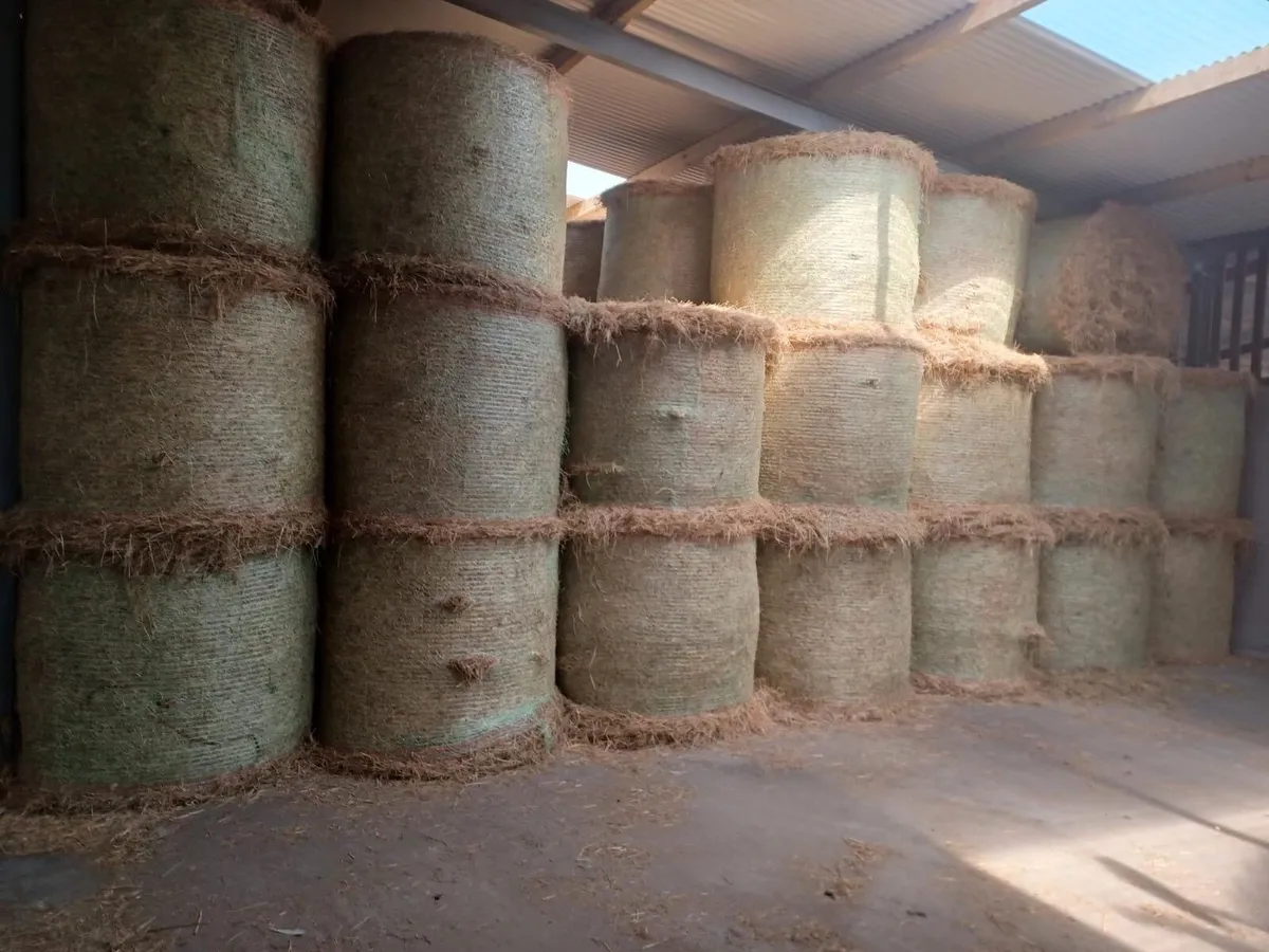 600 bales of hay for sale - Image 1