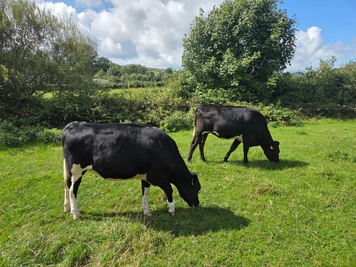 Ballybay Mart Dairy Sale 3rd of September - Image 1