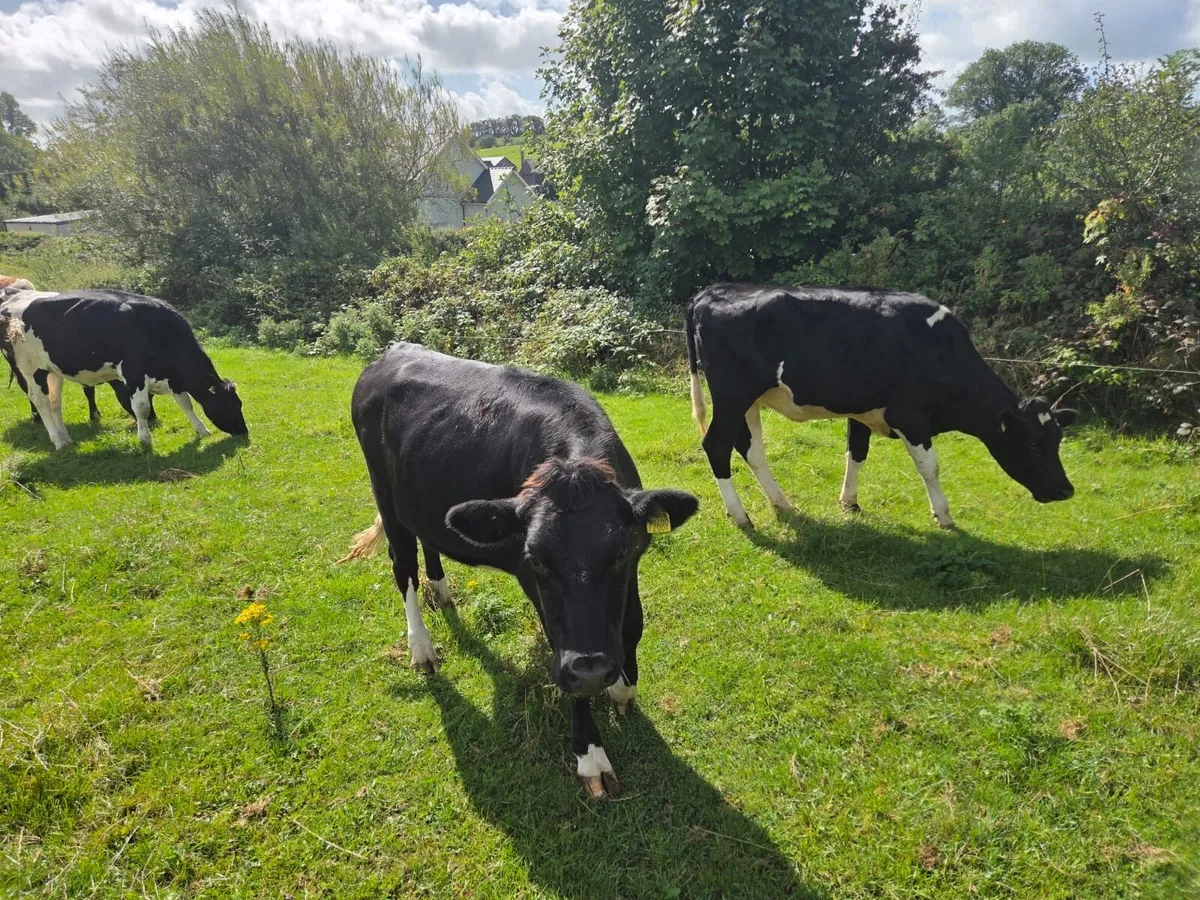 Ballybay Mart Dairy Sale 3rd of September - Image 2