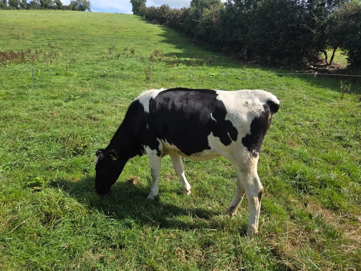 Ballybay Mart Dairy Sale 3rd of September - Image 3