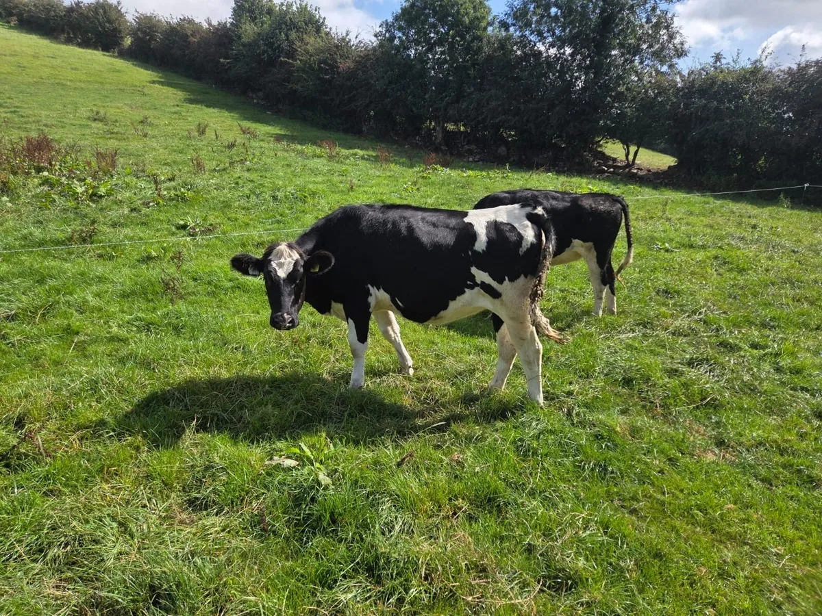 Ballybay Mart Dairy Sale 3rd of September - Image 4