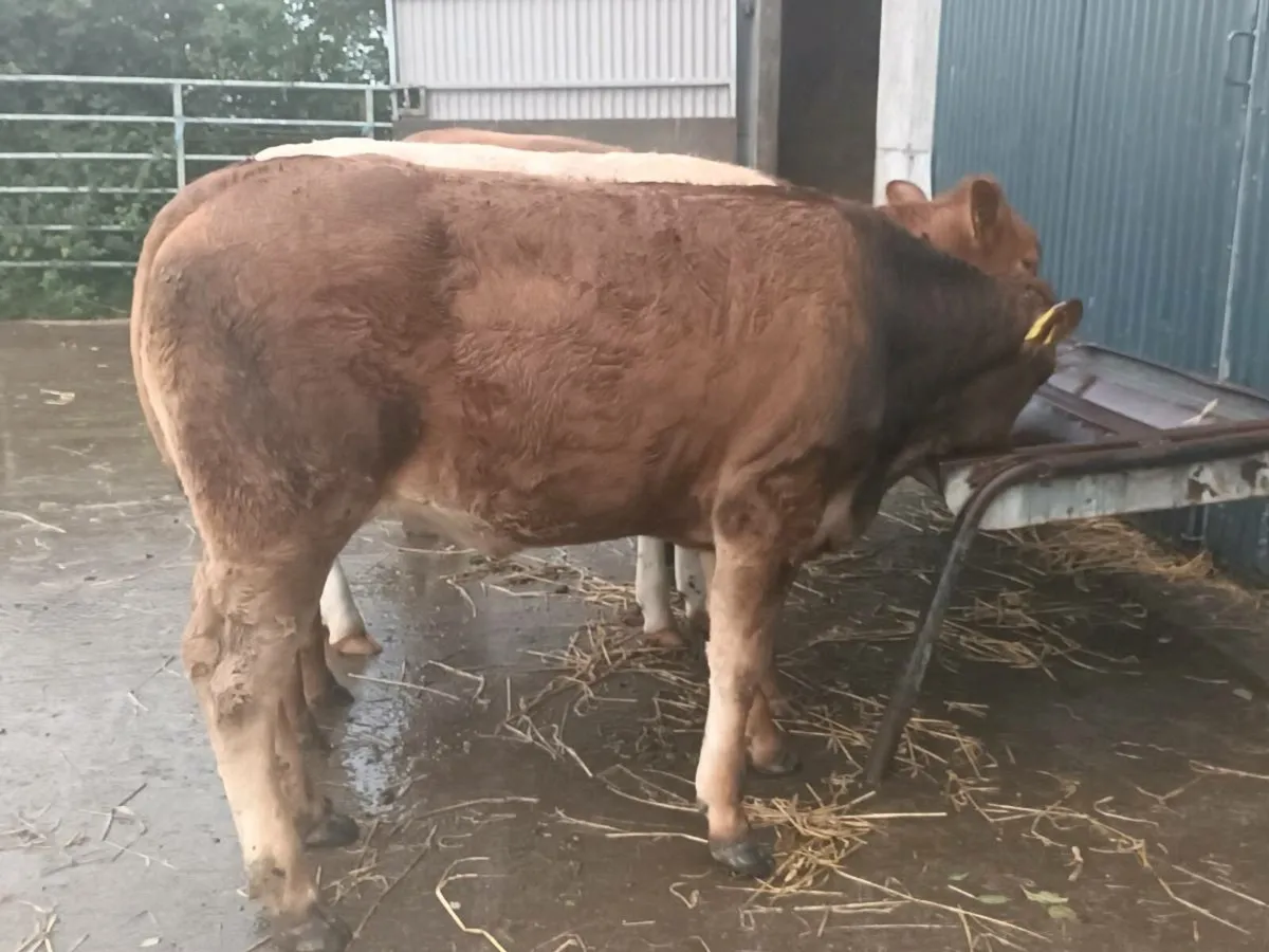 4   U and R grade Heifer's for sale - Image 3
