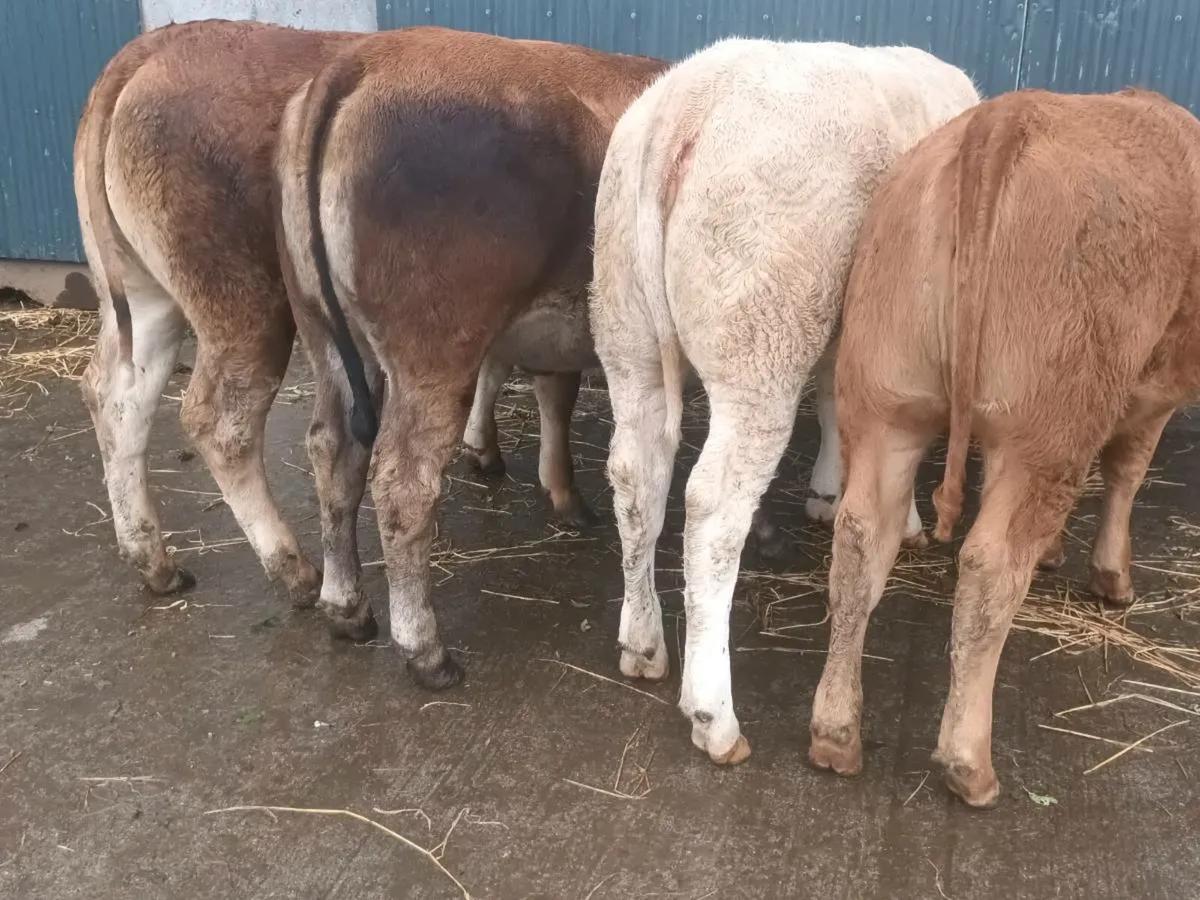 4   U and R grade Heifer's for sale - Image 2
