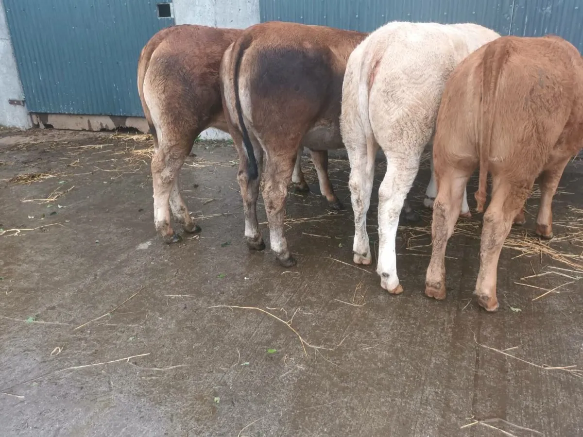 4   U and R grade Heifer's for sale - Image 4