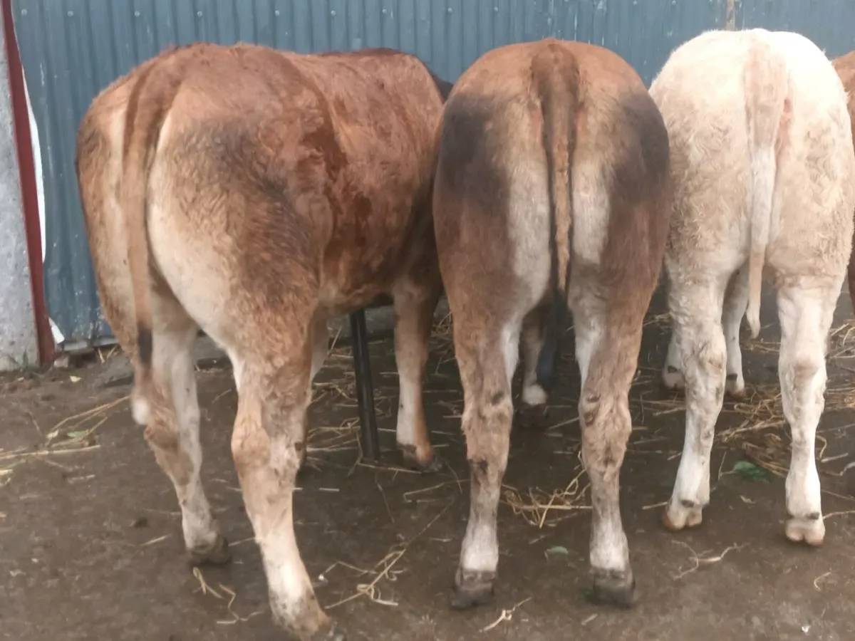 4   U and R grade Heifer's for sale - Image 1