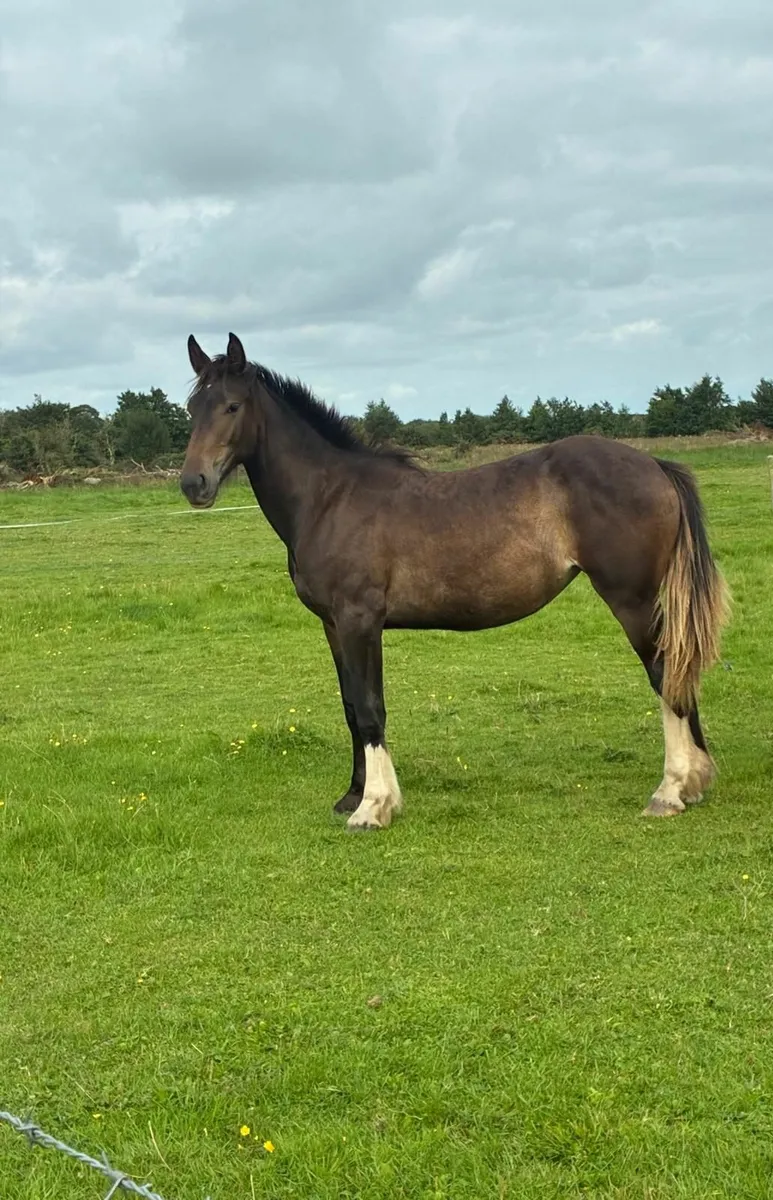 Paris Blue Merelsnest Z Year and a half Filly - Image 3