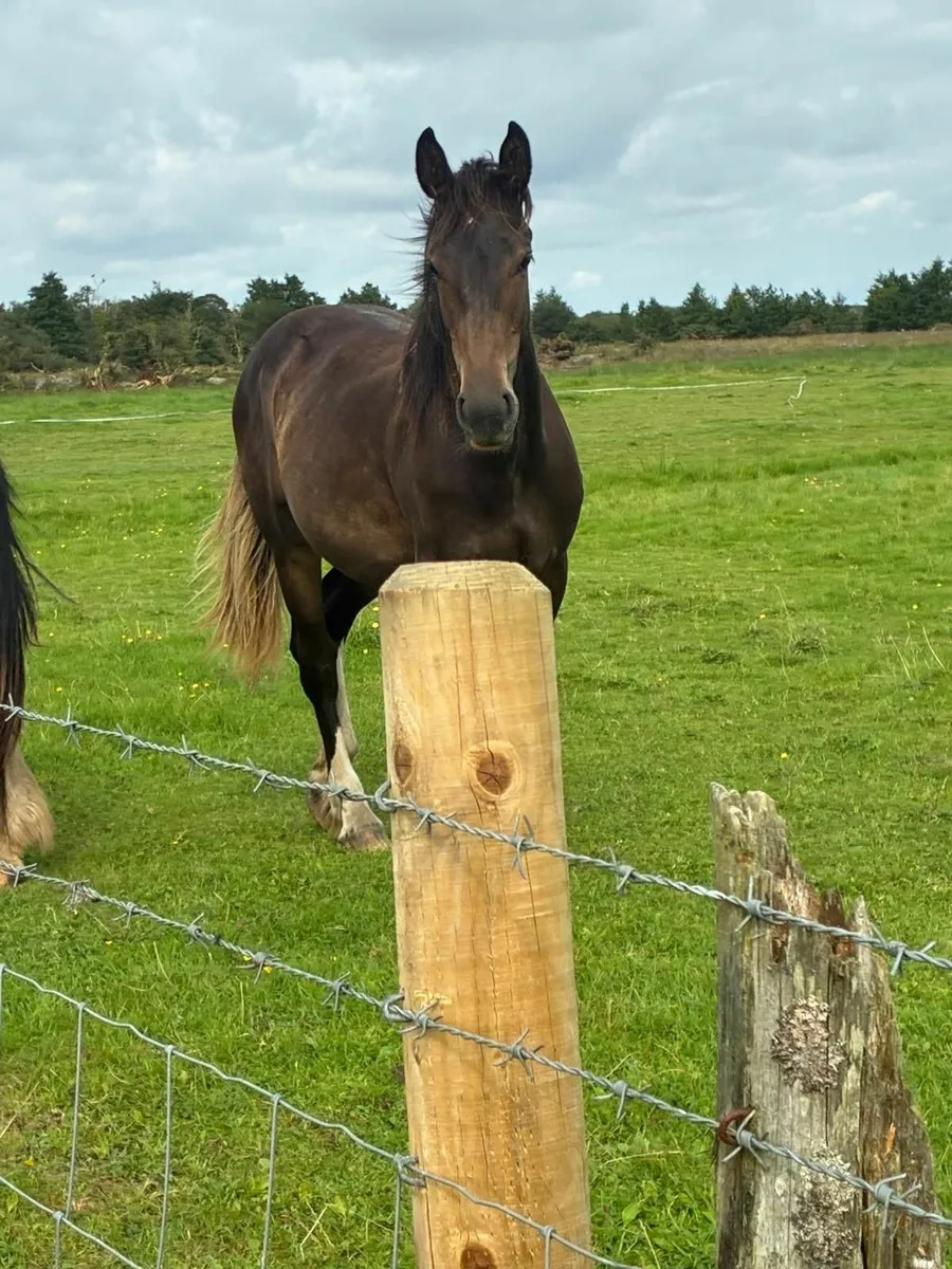Paris Blue Merelsnest Z Year and a half Filly - Image 2