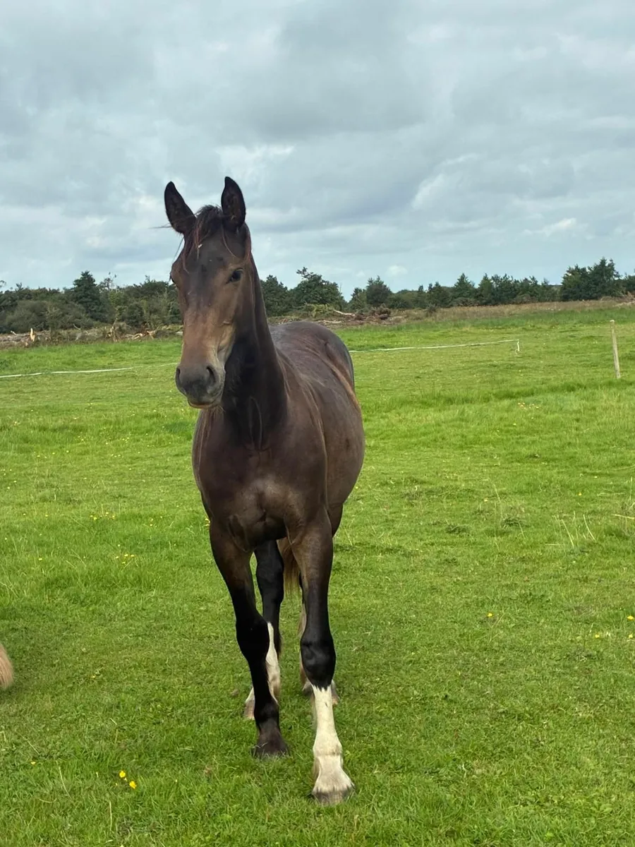 Paris Blue Merelsnest Z Year and a half Filly - Image 1