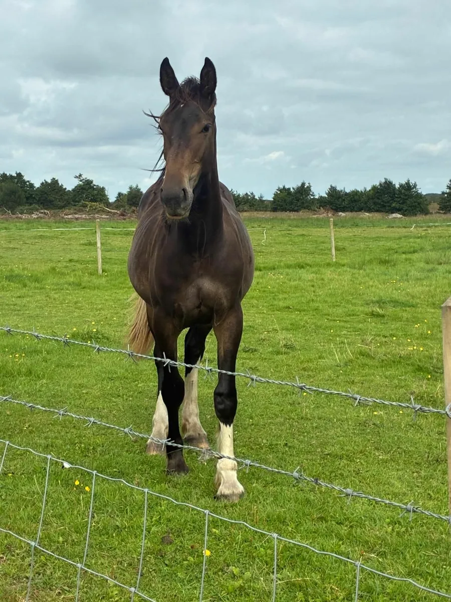 Paris Blue Merelsnest Z Year and a half Filly - Image 4