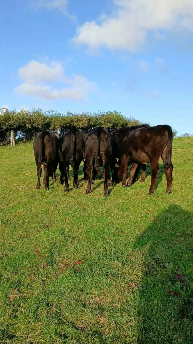 5 Aberdeen Angus heifers - Image 1