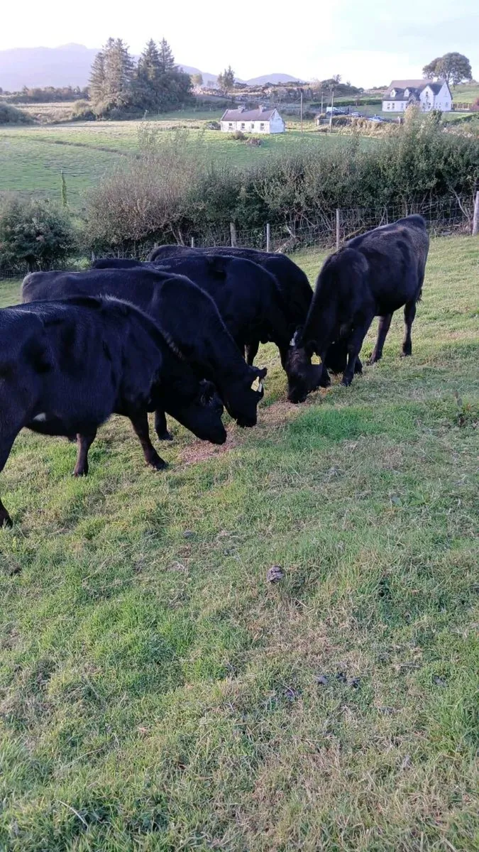 5 Aberdeen Angus heifers - Image 2