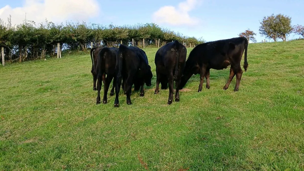 5 Aberdeen Angus heifers - Image 3