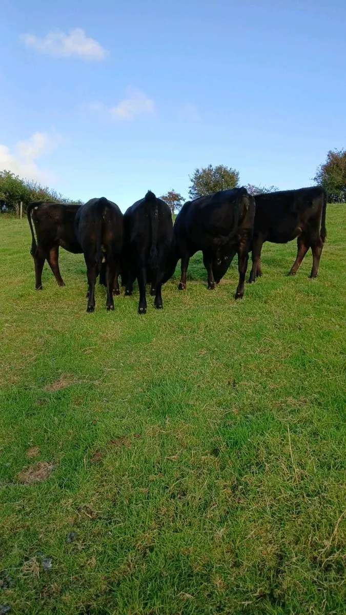 5 Aberdeen Angus heifers - Image 4