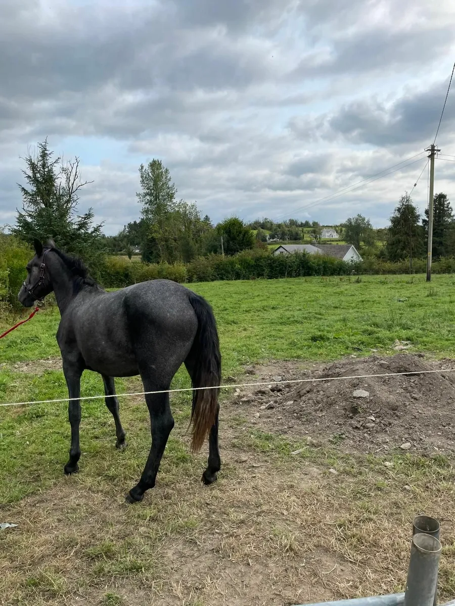 Yearling Connemara Colt - Image 2