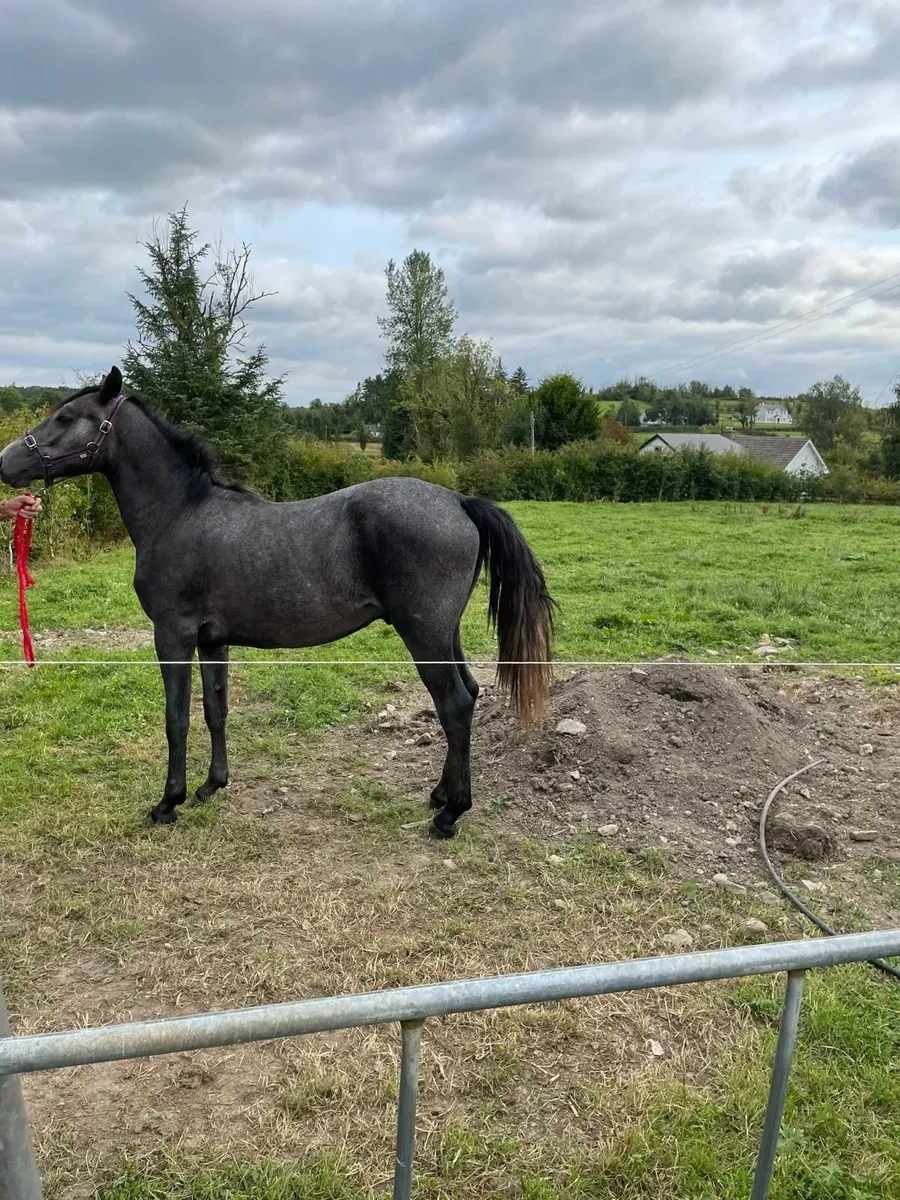 Yearling Connemara Colt - Image 3